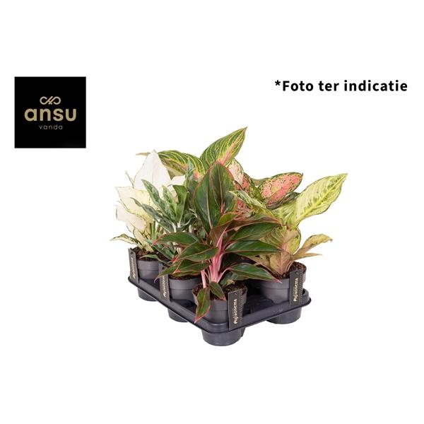 Горшечные цветы и растения оптом Aglaonema Mix от 6шт из Голландии с доставкой по России