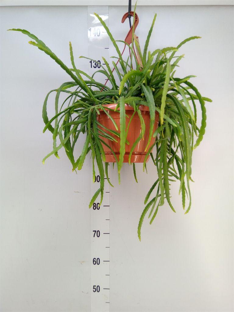 Горшечные цветы и растения оптом Lepismium Bolivianum от 1шт из Голландии с доставкой по России