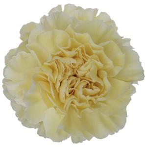 Срезанные цветы оптом Dianthus st wedding от 80шт из Голландии с доставкой по России