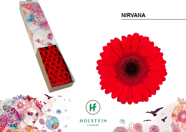 Срезанные цветы оптом Germini nirvana от 60шт из Голландии с доставкой по России