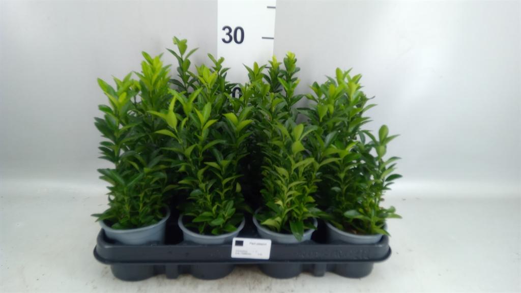 Горшечные цветы и растения оптом Euonymus Japon. green Spire от 12шт (для телеги) из Голландии с доставкой по России