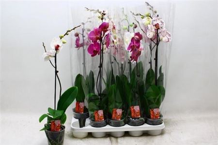 Горшечные цветы и растения оптом Phal 1st Mix 10+ (konst) от 10шт из Голландии с доставкой по России