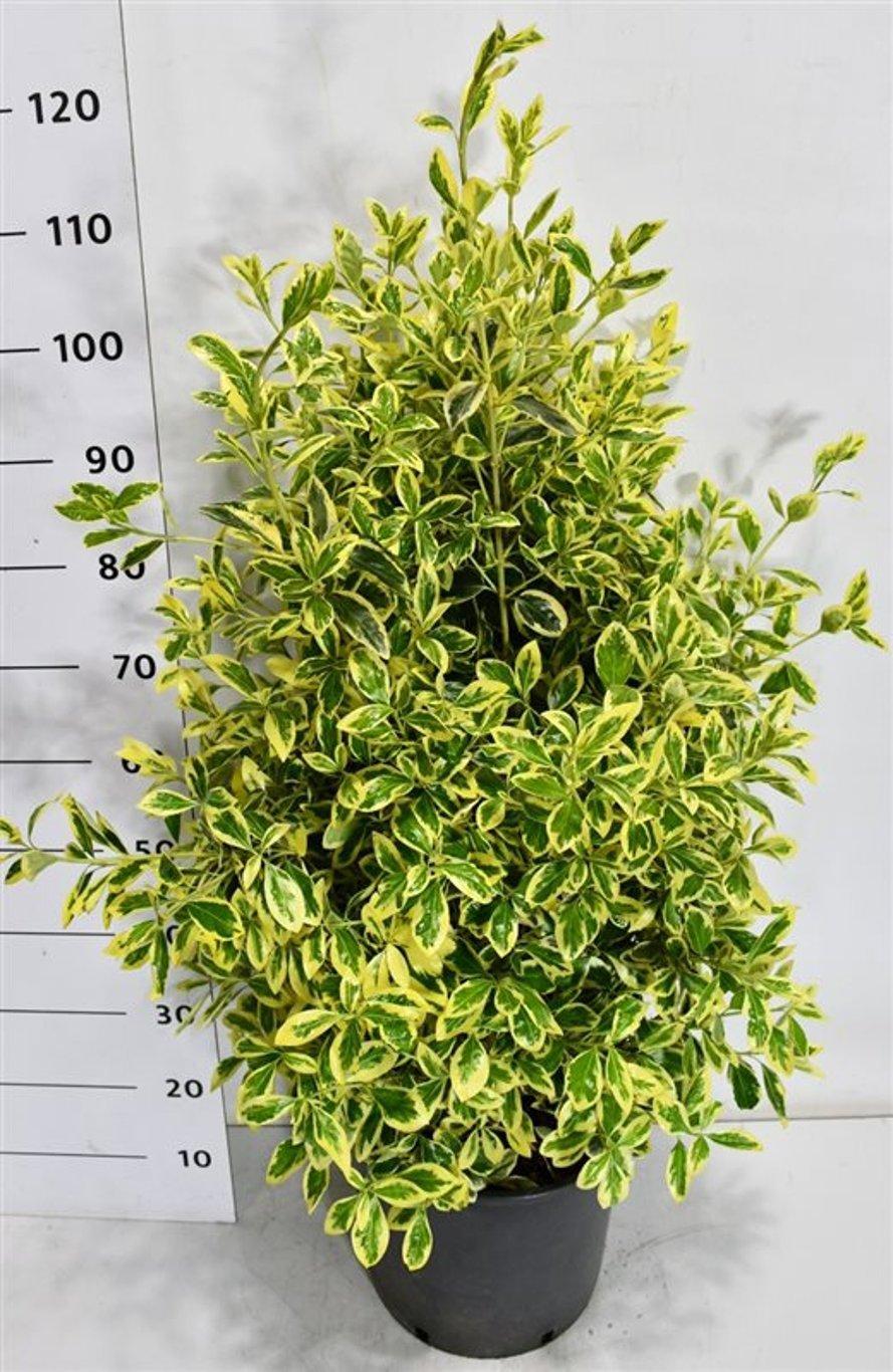 Горшечные цветы и растения оптом Euonymus Jap Bravo от 1шт из Голландии с доставкой по России