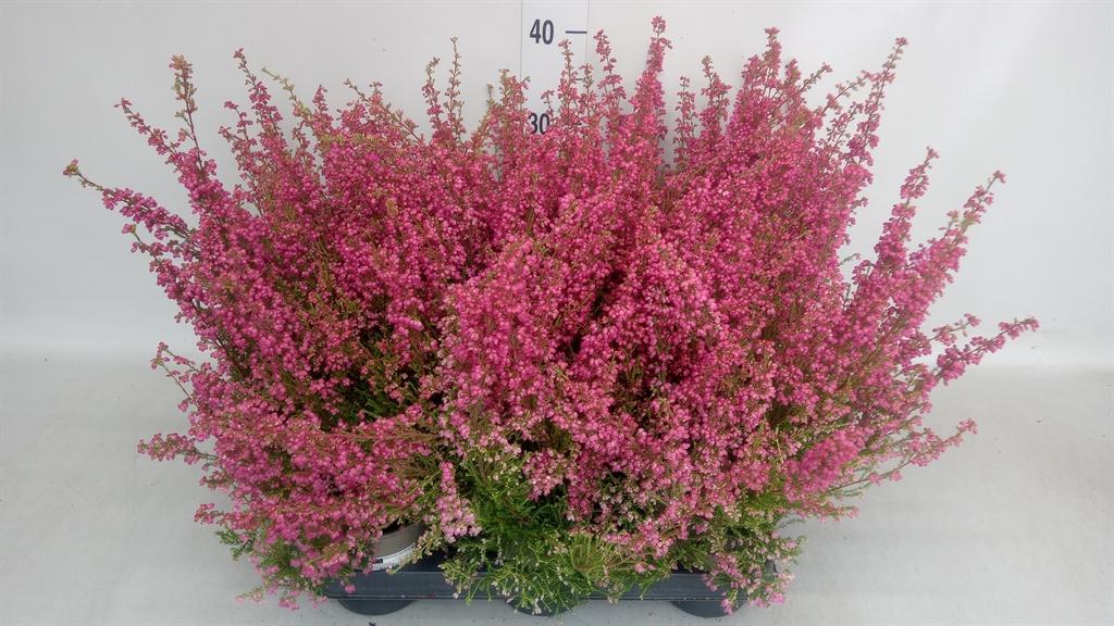 Горшечные цветы и растения оптом Erica Gracilis ...red от 6шт из Голландии с доставкой по России