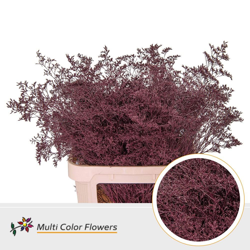 Срезанные цветы оптом Limonium beltlaard paint bordeaux от 25шт из Голландии с доставкой по России