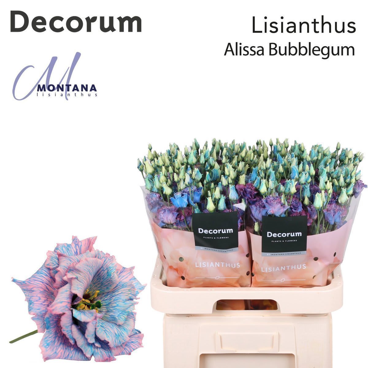 Срезанные цветы оптом Lisianthus do paint alissa bubblegum от 140шт. из Голландии с доставкой по России