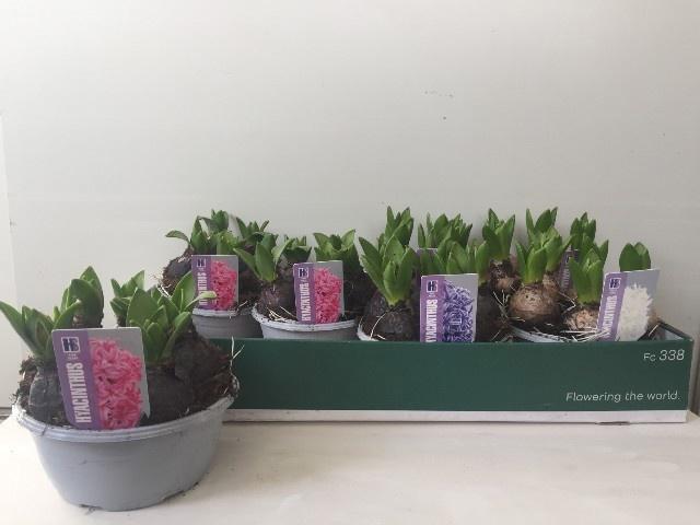 Горшечные цветы и растения оптом Hyacinthus Mix Pearl от 7шт из Голландии с доставкой по России