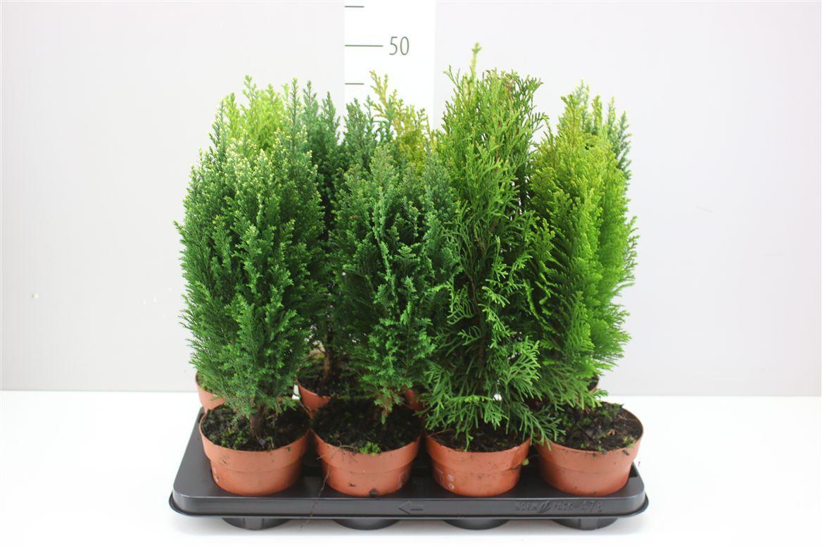 Горшечные цветы и растения оптом Coniferen Gemengd от 8шт из Голландии с доставкой по России