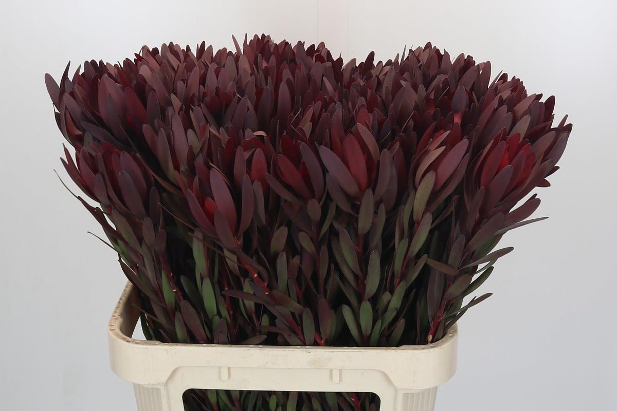 Срезанные цветы оптом Leucadendron saf sunset от 100шт из Голландии с доставкой по России
