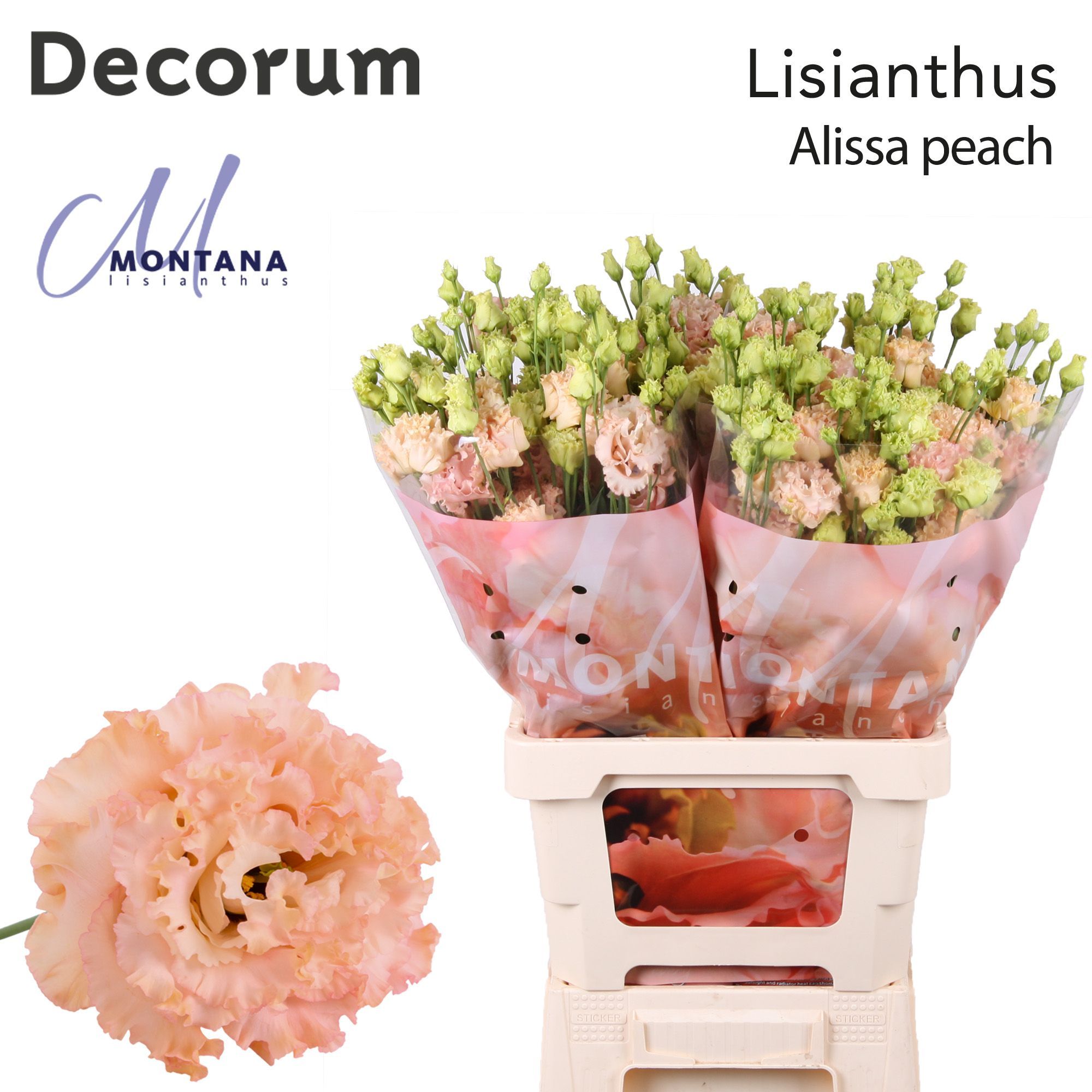 Срезанные цветы оптом Lisianthus do alissa peach от 20шт из Голландии с доставкой по России