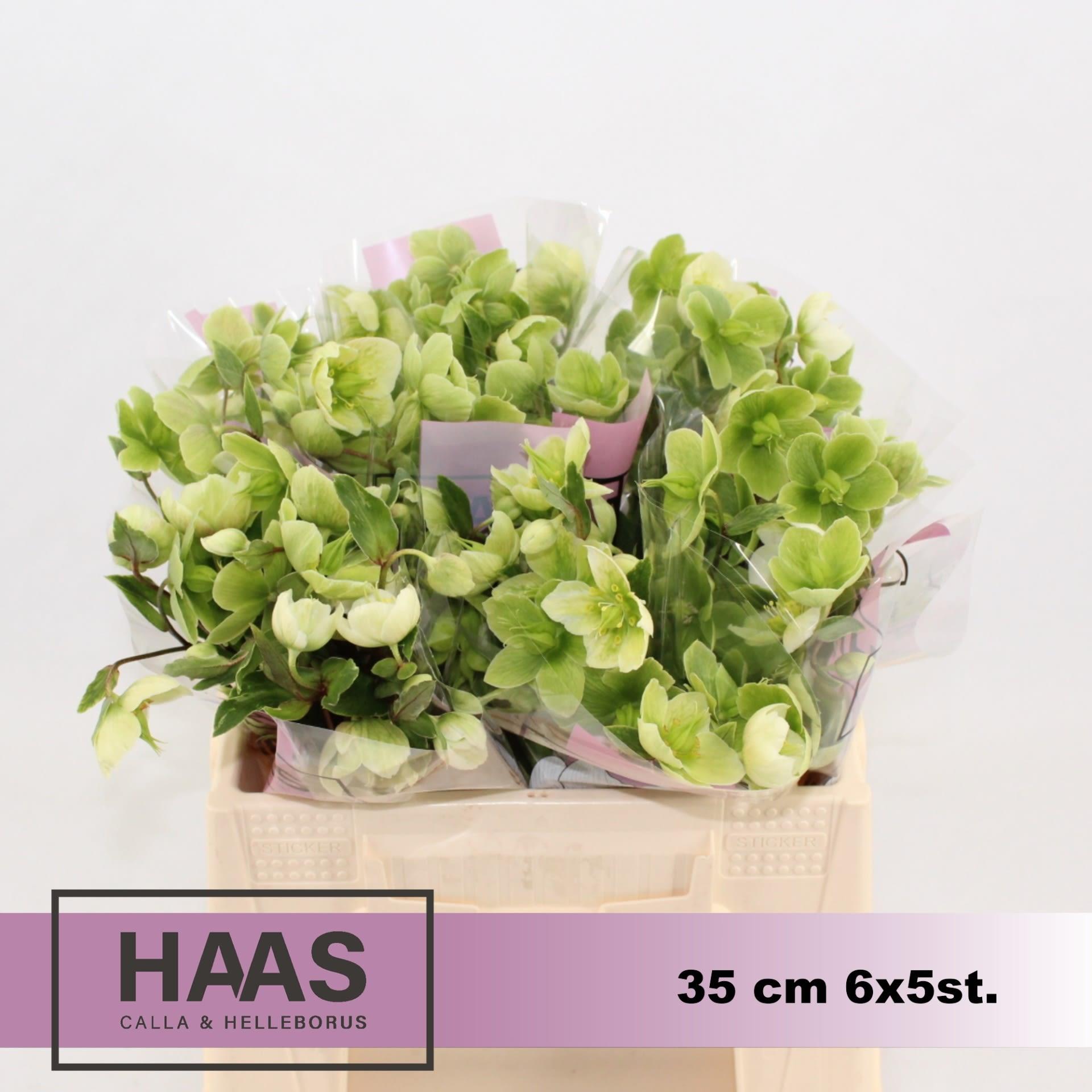 Срезанные цветы оптом Helleborus magnificent bells от 30шт из Голландии с доставкой по России