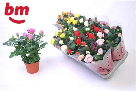 Горшечные цветы и растения оптом Rosa Beau Monde Mix A от 10шт из Голландии с доставкой по России