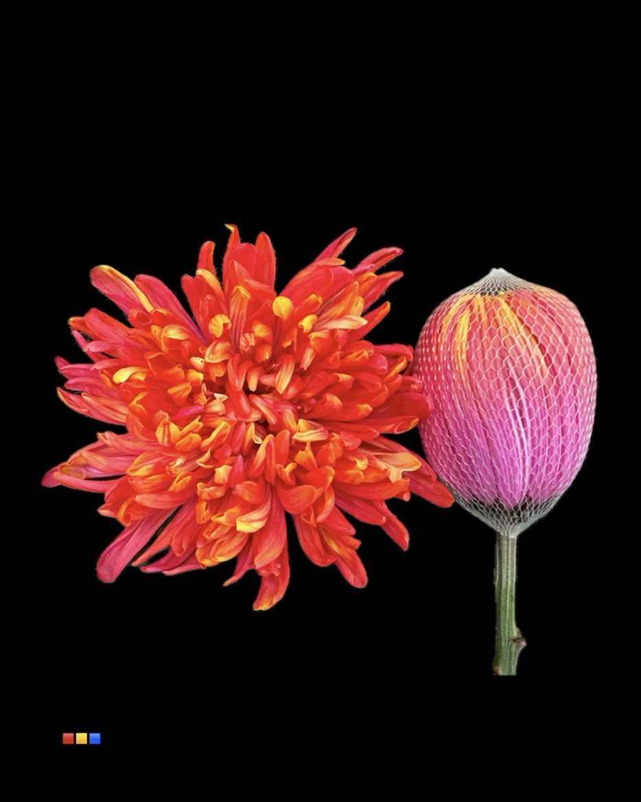 Срезанные цветы оптом Chrys bl paint antonov fireball от 40шт из Голландии с доставкой по России