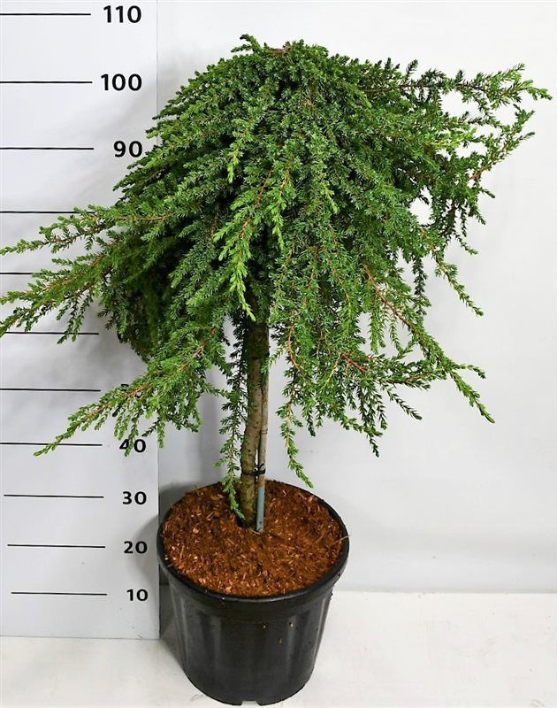 Горшечные цветы и растения оптом Juniperus Comm Greenmantle On Stem от 1шт из Голландии с доставкой по России