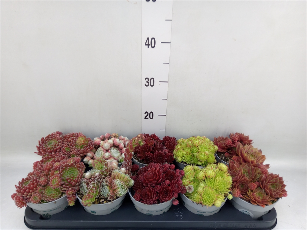 Горшечные цветы и растения оптом Sempervivum   ... от 10шт из Голландии с доставкой по России