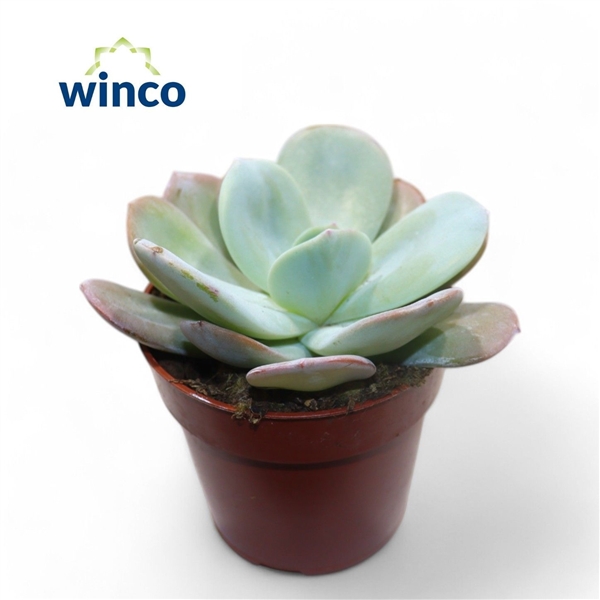 Горшечные цветы и растения оптом Echeveria Laui Hybride от 18шт (для телеги) из Голландии с доставкой по России