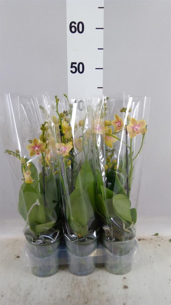 Горшечные цветы и растения оптом Phalaenopsis Multi. ...yellow от 6шт (для телеги) из Голландии с доставкой по России