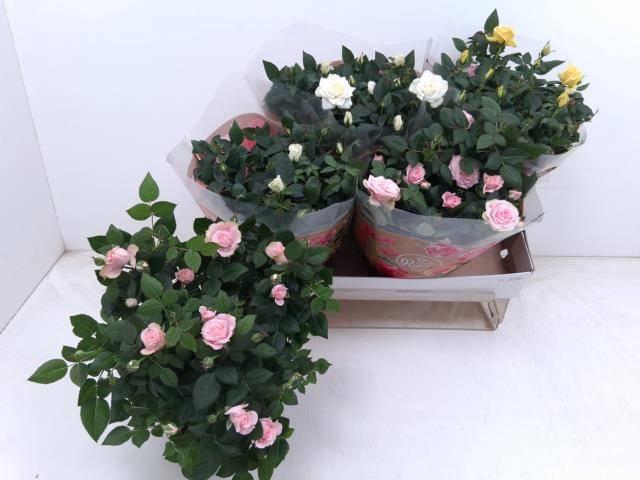 Горшечные цветы и растения оптом Ro Fav Ro Gem 3 Srt от 4шт из Голландии с доставкой по России