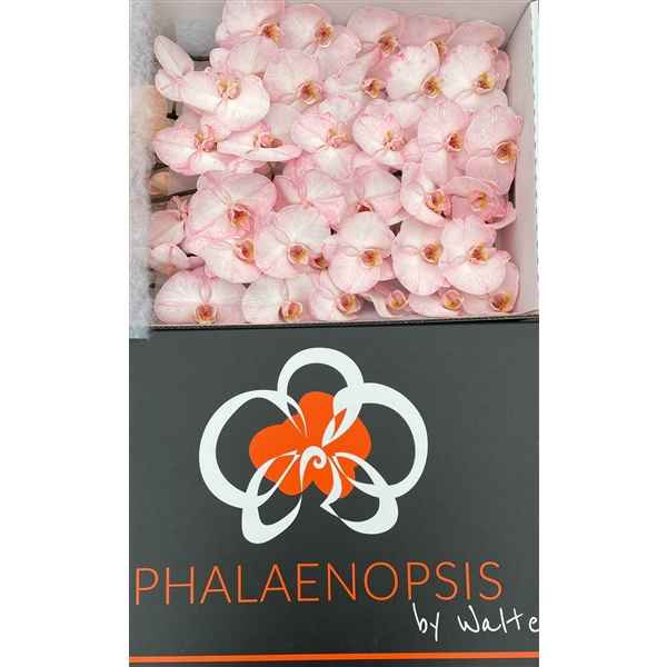 Срезанные цветы оптом Phalaenopsis paint pink от 10шт из Голландии с доставкой по России