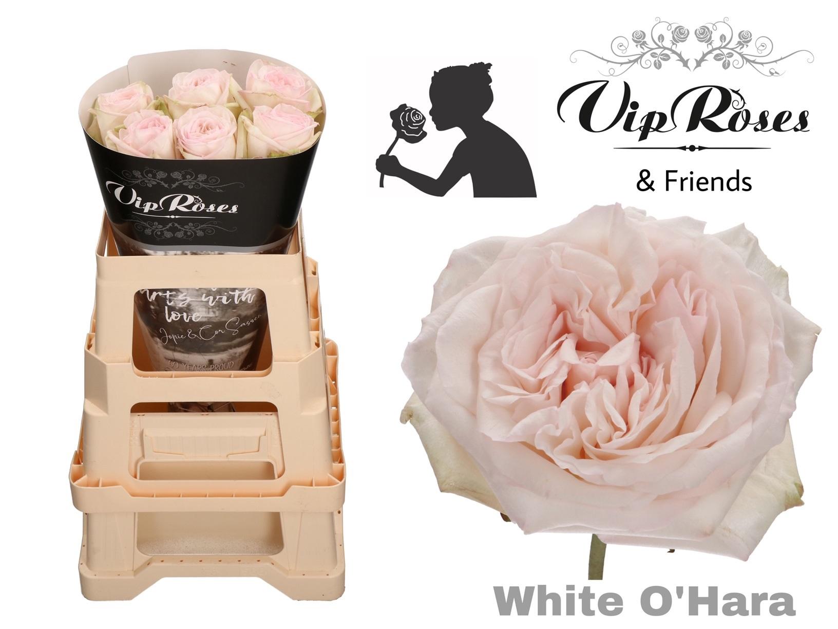 Срезанные цветы оптом Rosa large white ohara от 25шт из Голландии с доставкой по России