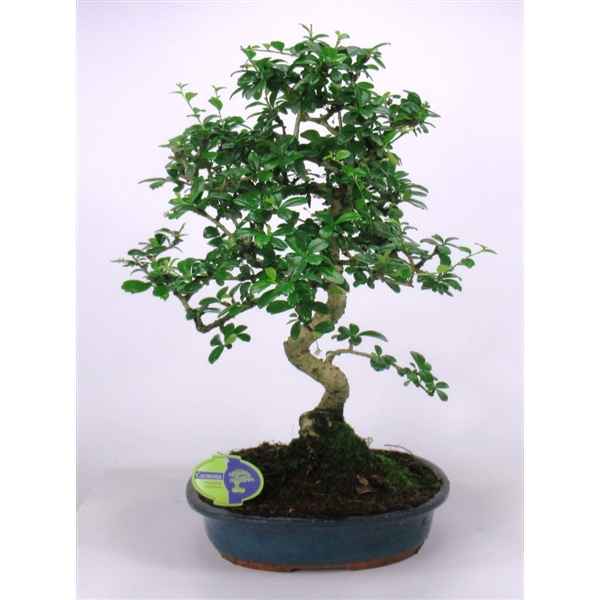 Горшечные цветы и растения оптом Bonsai Carmona Macrophylla, 32 Cm Shape, Without D от 2шт из Голландии с доставкой по России