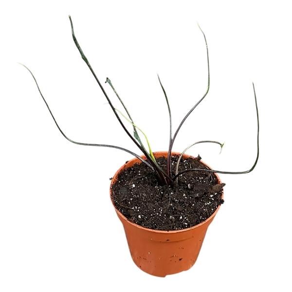 Горшечные цветы и растения оптом Alocasia Flying Squid от 1шт (для телеги) из Голландии с доставкой по России