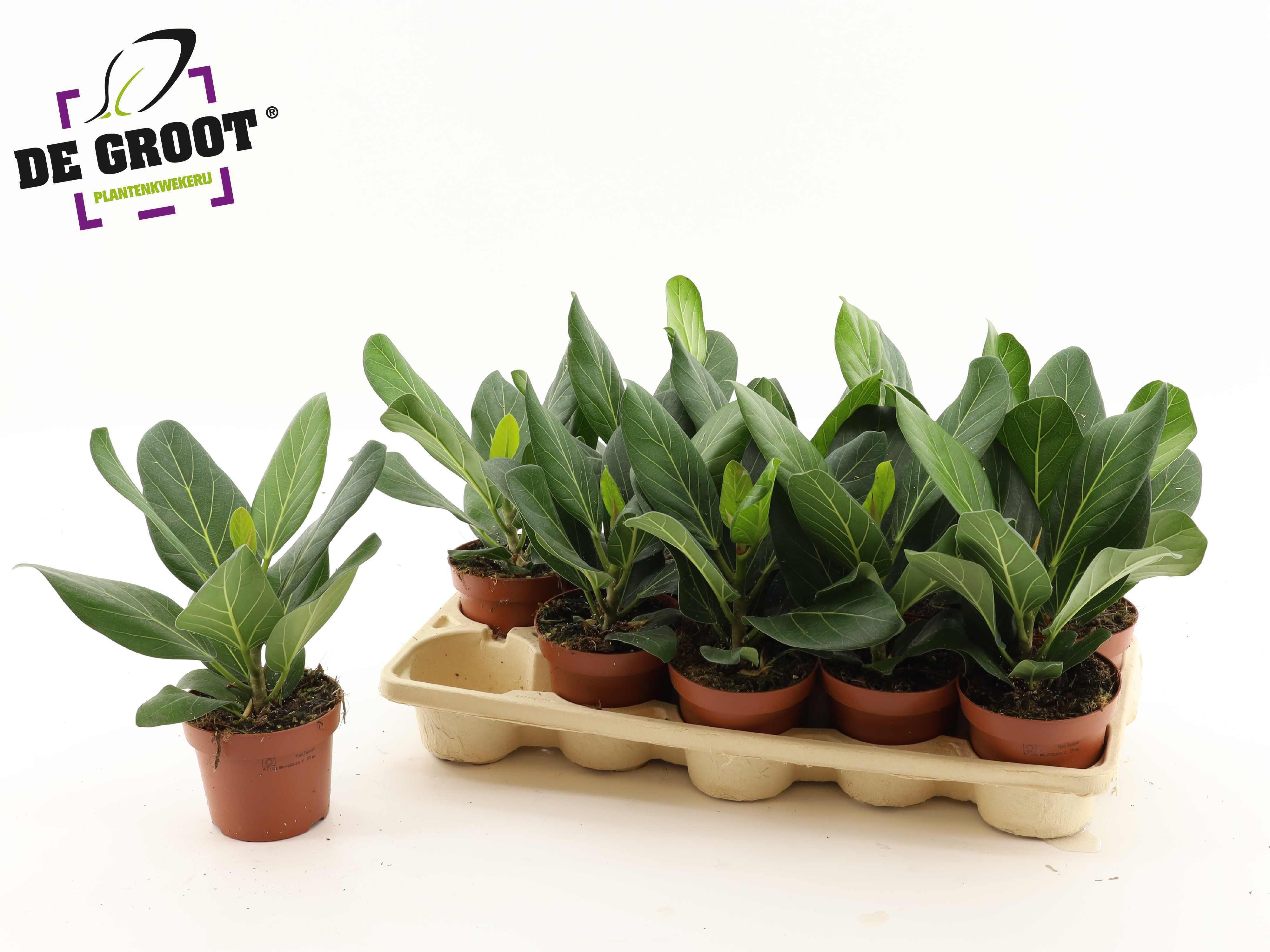 Горшечные цветы и растения оптом Ficus Beng Audrey от 10шт из Голландии с доставкой по России