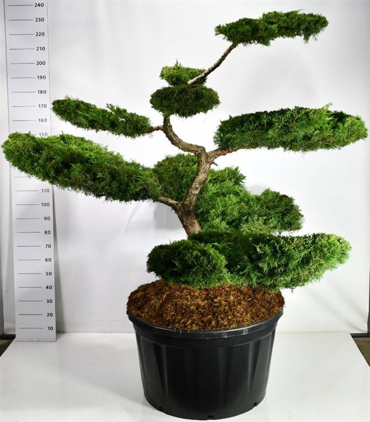 Горшечные цветы и растения оптом Juniperus Pf. pfitzeriana Aurea от 1шт из Голландии с доставкой по России
