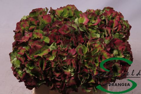 Срезанные цветы оптом Hydrangea red-green от 10шт из Голландии с доставкой по России