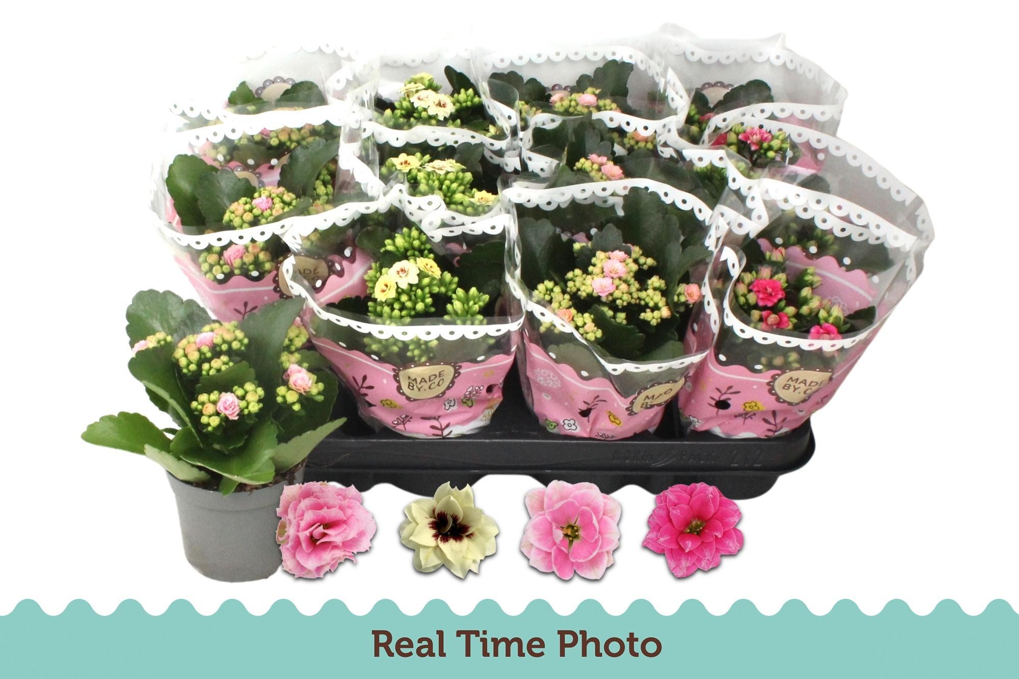 Горшечные цветы и растения оптом Kal Ros Mix Special от 12шт (для телеги) из Голландии с доставкой по России