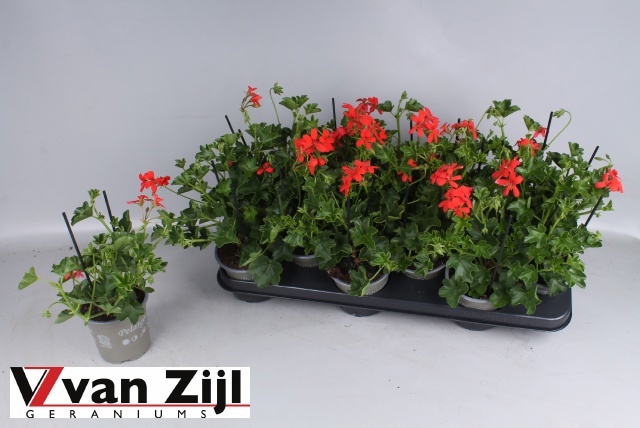Горшечные цветы и растения оптом Pel Pelt Balkon Rood от 12шт из Голландии с доставкой по России