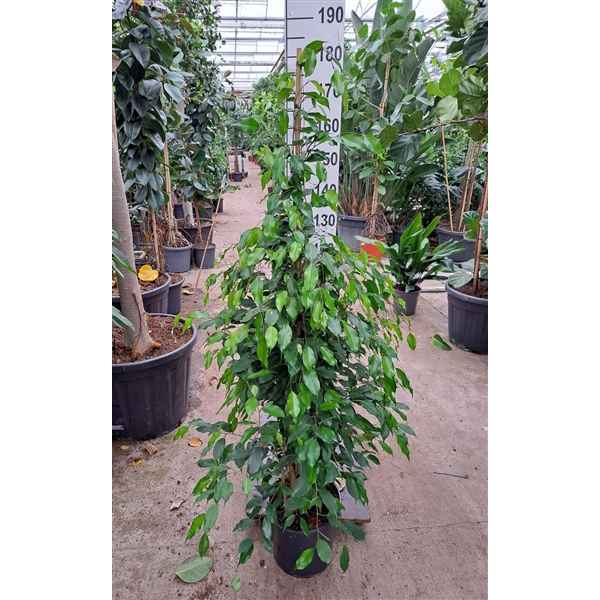 Горшечные цветы и растения оптом Ficus Be Exotica Piramide от 1шт из Голландии с доставкой по России