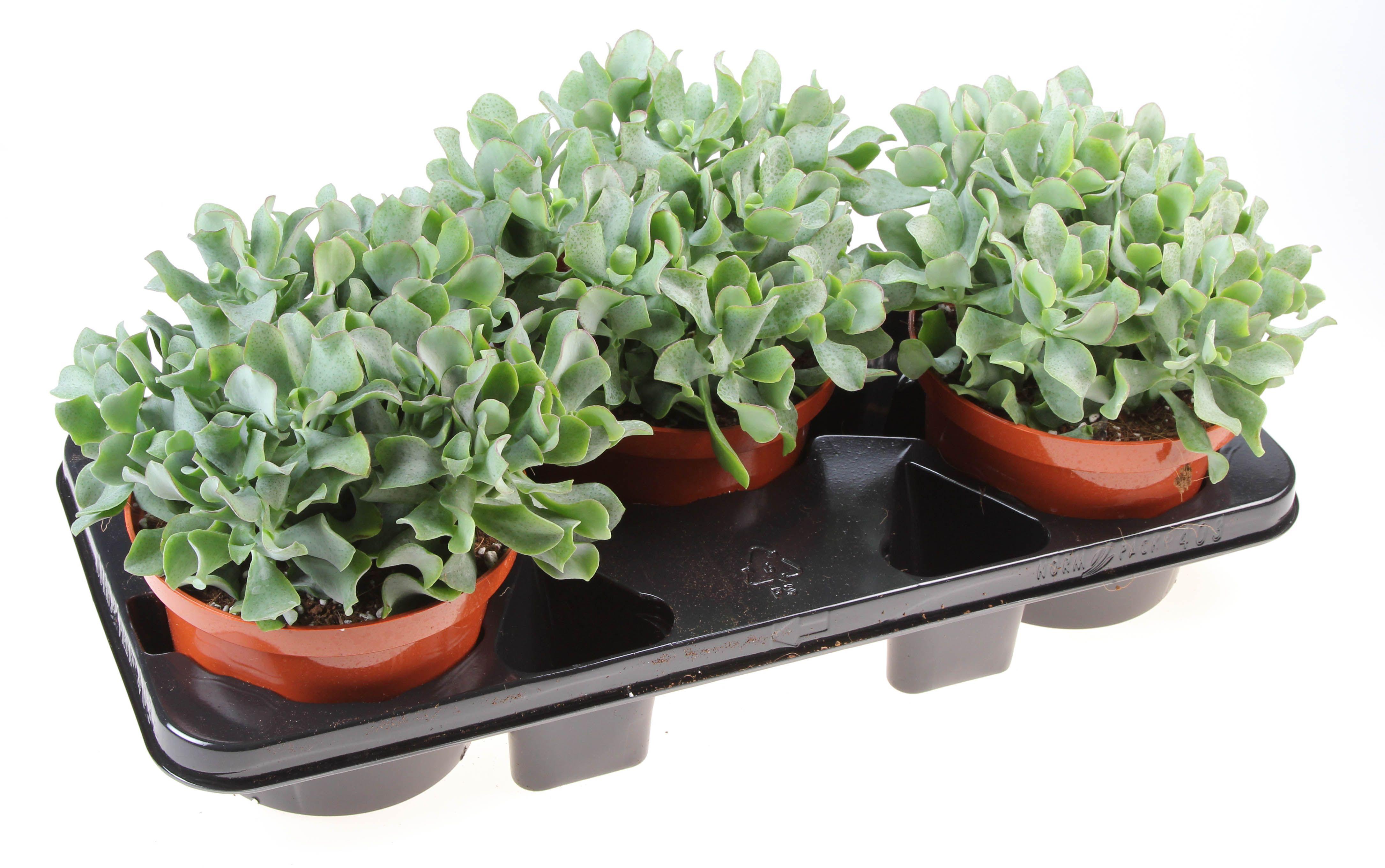 Горшечные цветы и растения оптом Crassula Aborescens от 3шт из Голландии с доставкой по России