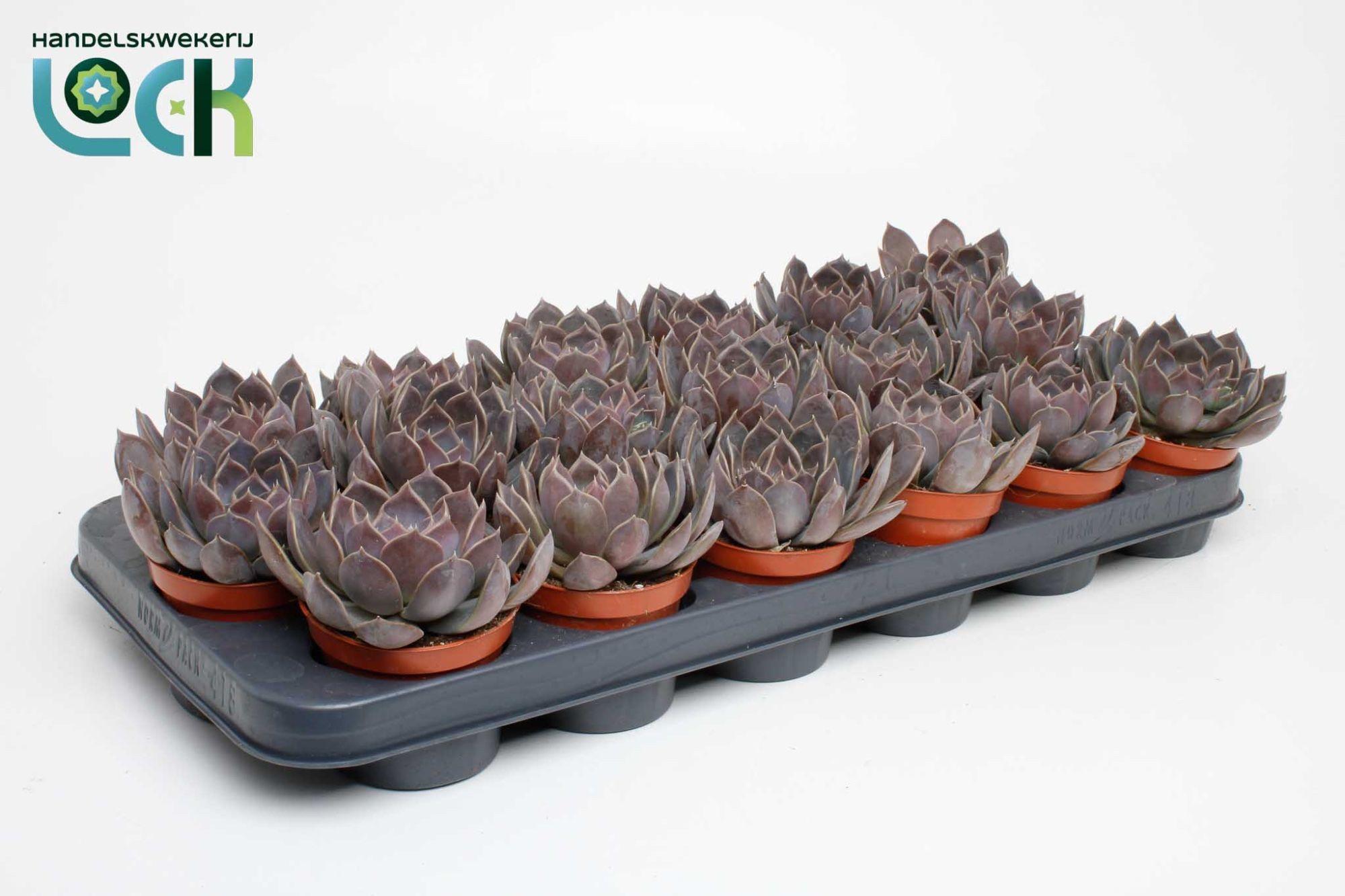 Горшечные цветы и растения оптом Echeveria Joost от 18шт (для телеги) из Голландии с доставкой по России