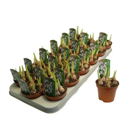 Горшечные цветы и растения оптом Iris Wit от 18шт (для телеги) из Голландии с доставкой по России