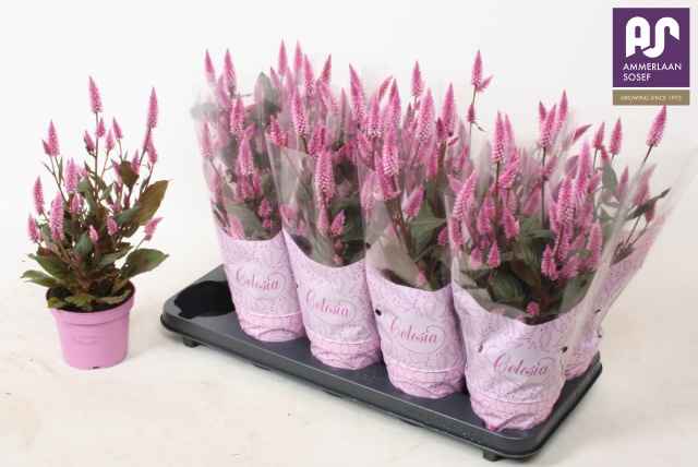 Горшечные цветы и растения оптом Cel Merida Pink от 10шт из Голландии с доставкой по России