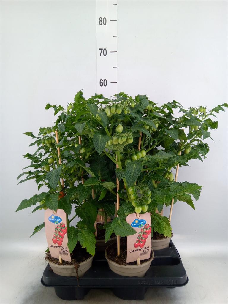 Горшечные цветы и растения оптом Solanum Lycopersicum   ... от 4шт из Голландии с доставкой по России