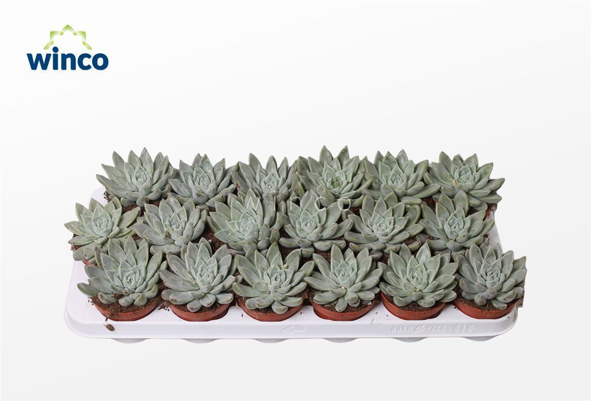 Горшечные цветы и растения оптом Echeveria Tolimanensis Hybride от 18шт (для телеги) из Голландии с доставкой по России