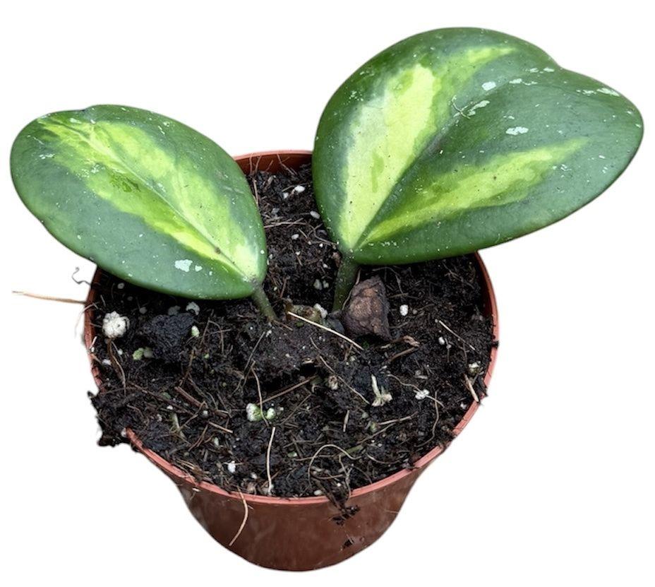 Горшечные цветы и растения оптом Hoya Obovata Variegated от 1шт (для телеги) из Голландии с доставкой по России