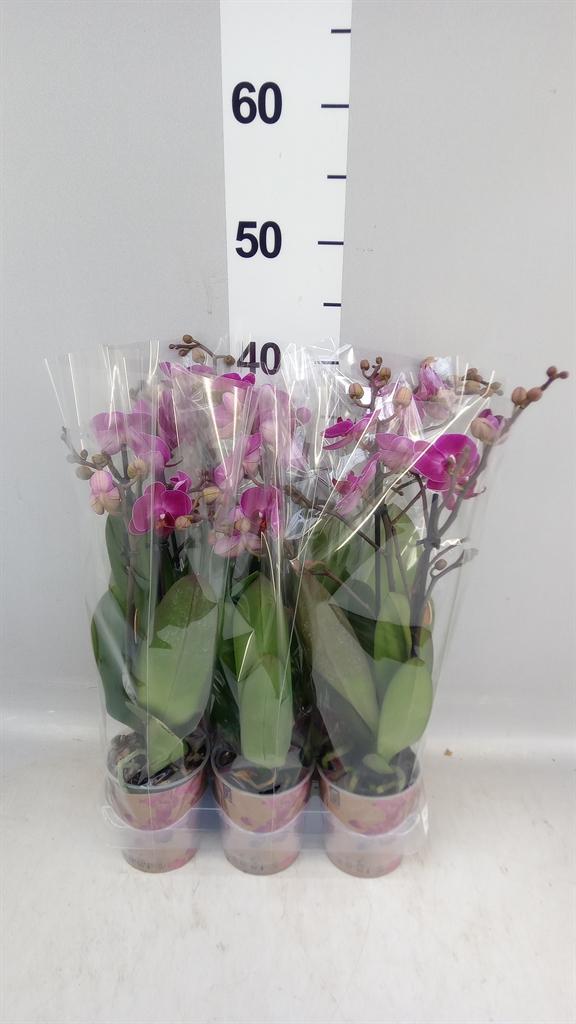 Горшечные цветы и растения оптом Phalaenopsis Multi. ant Morelia от 6шт (для телеги) из Голландии с доставкой по России