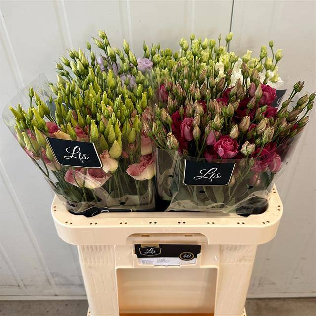 Срезанные цветы оптом Lisianthus do mix in bucket от 40шт из Голландии с доставкой по России