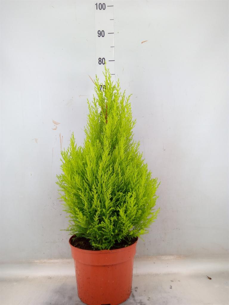 Горшечные цветы и растения оптом Cupressus Goldcrest Wilma от 1шт из Голландии с доставкой по России