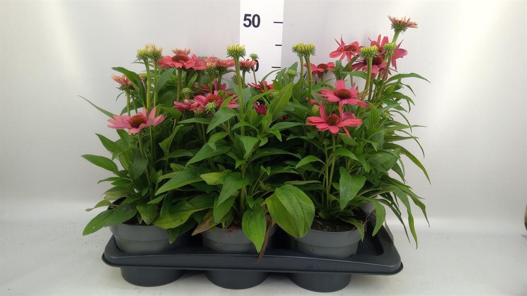 Горшечные цветы и растения оптом Echinacea Purp. sunmagic от 6шт из Голландии с доставкой по России