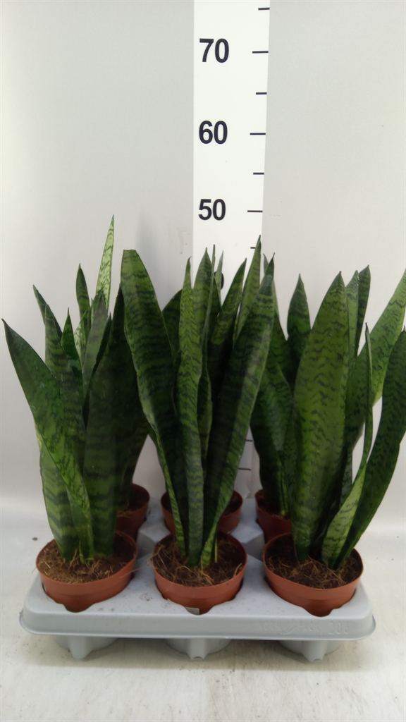 Горшечные цветы и растения оптом Sansevieria Zeylanica A от 6шт из Голландии с доставкой по России