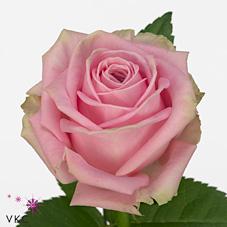 Срезанные цветы оптом Rosa large heidi от 50шт из Голландии с доставкой по России