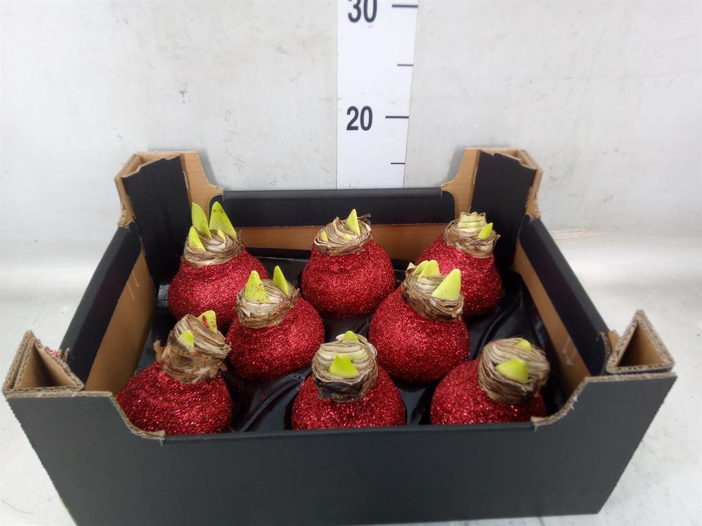 Горшечные цветы и растения оптом Hippeastrum   ...waxed H% от 8шт' из Голландии с доставкой по России