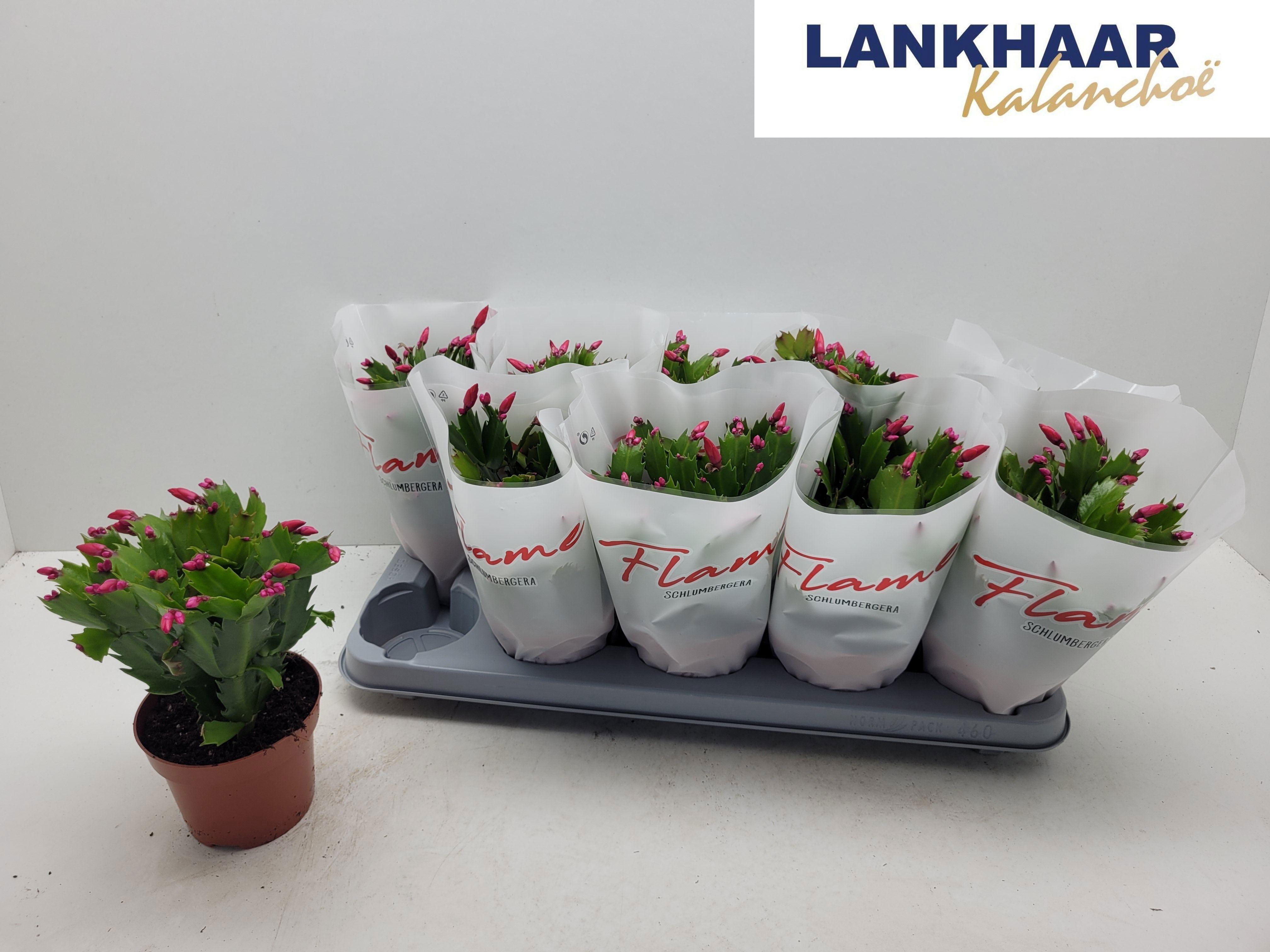 Горшечные цветы и растения оптом Schlumb Flame Red от 10шт из Голландии с доставкой по России
