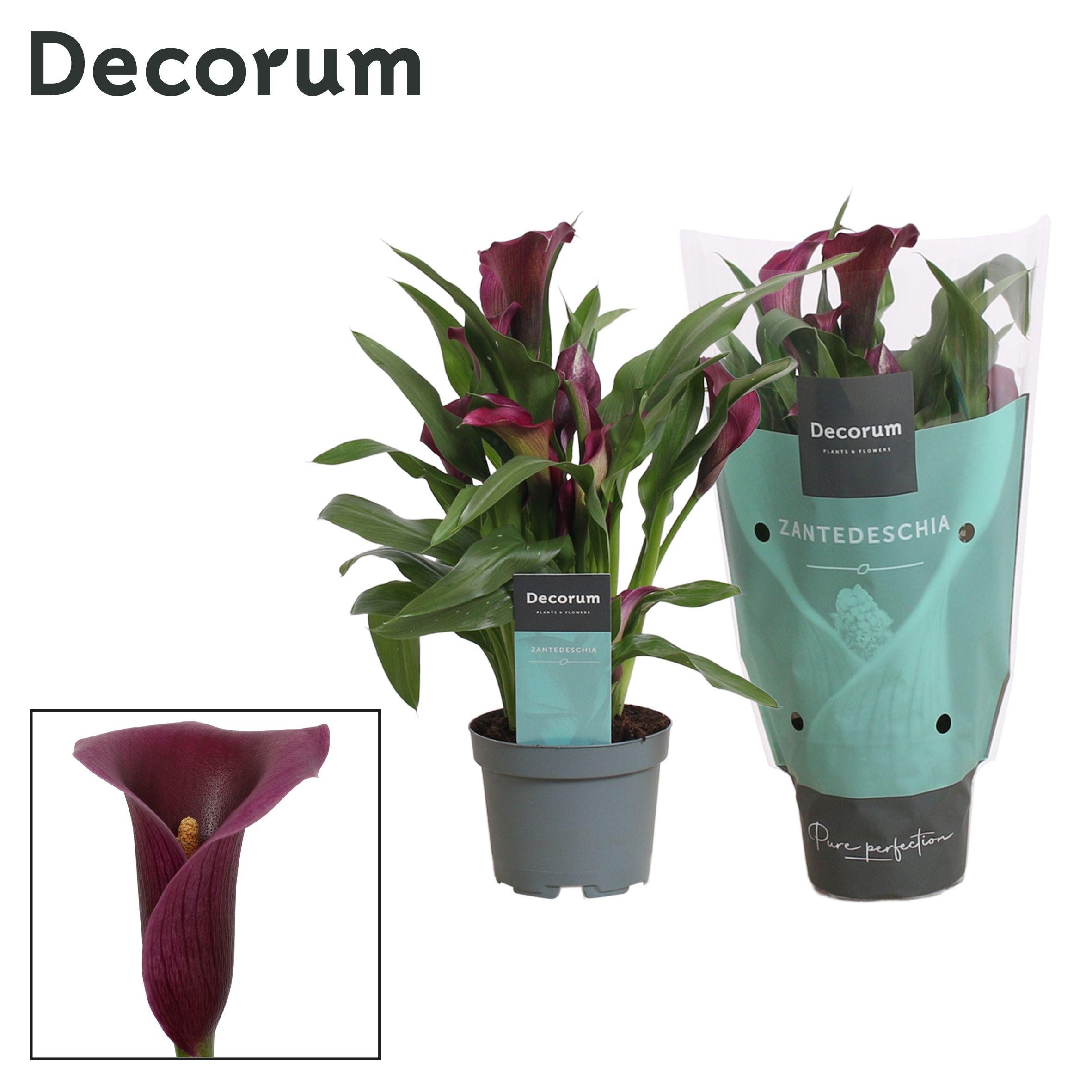 Горшечные цветы и растения оптом Zantedeschia Purple (decorum) от 12шт из Голландии с доставкой по России