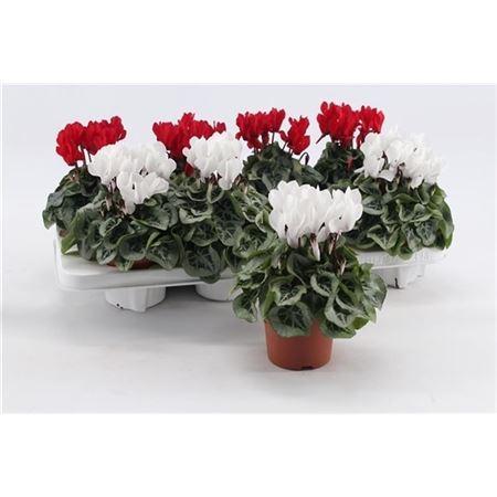 Горшечные цветы и растения оптом Cyclamen Kl Picasso Rood Wit от 8шт (для телеги) из Голландии с доставкой по России