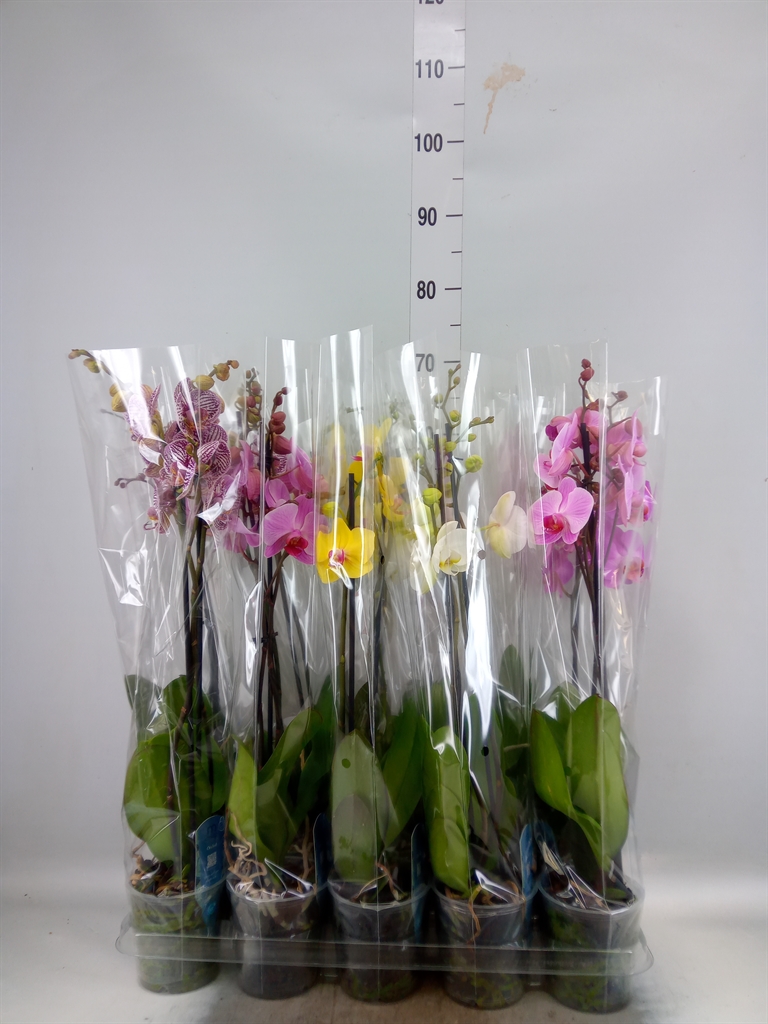 Горшечные цветы и растения оптом Phalaenopsis   ...mix  5 от 10шт из Голландии с доставкой по России